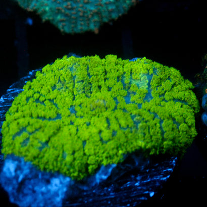 JC Neon Green Rhodactis