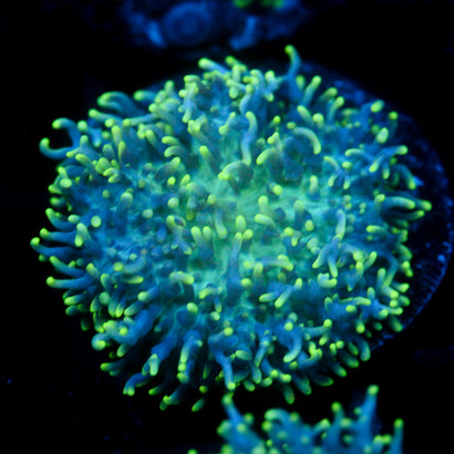 JC Fuzzy Wonder Mushroom