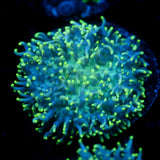JC Fuzzy Wonder Mushroom