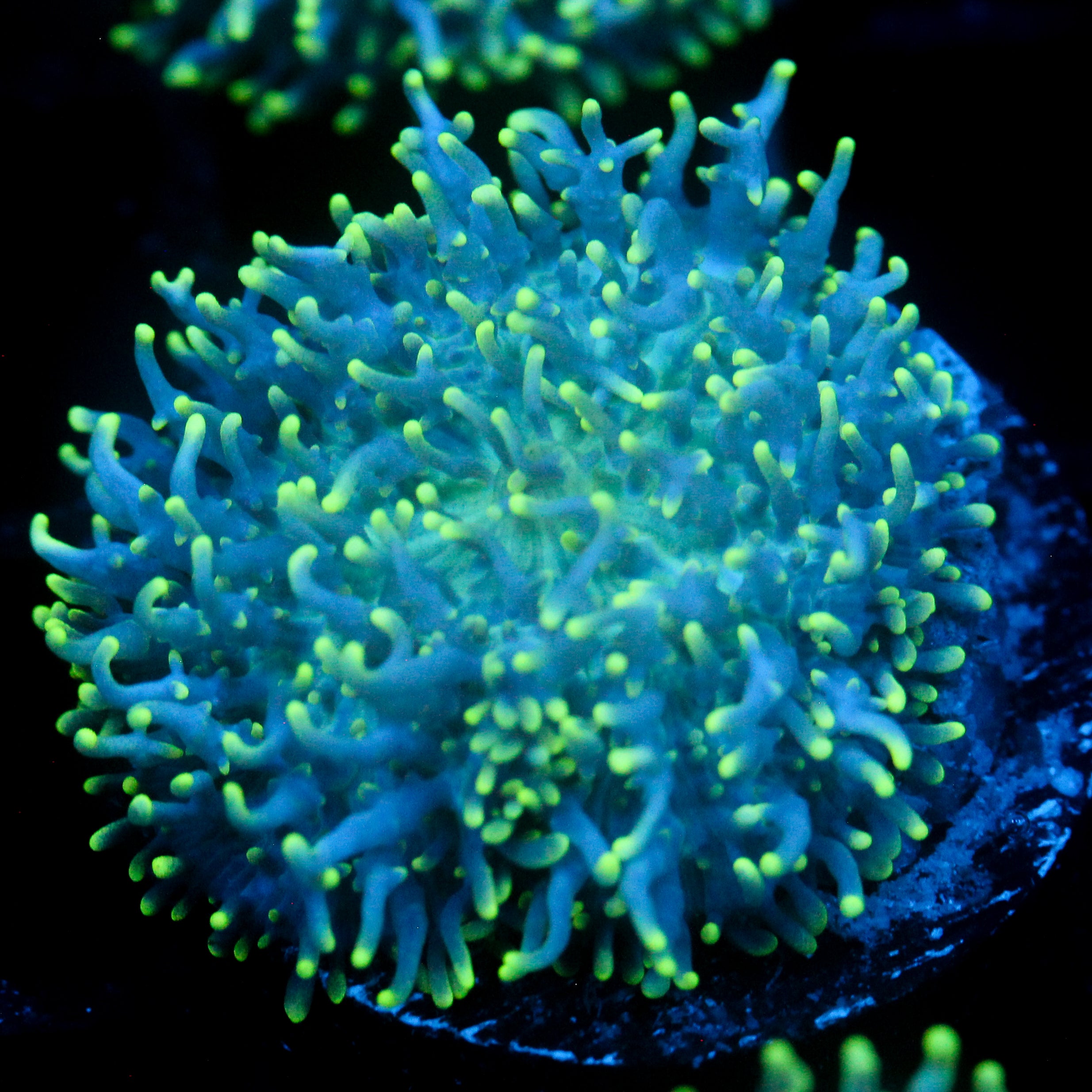 JC Fuzzy Wonder Mushroom