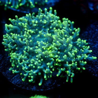 JC Fuzzy Wonder Mushroom