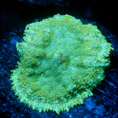 JC Lush Biome Rhodactis