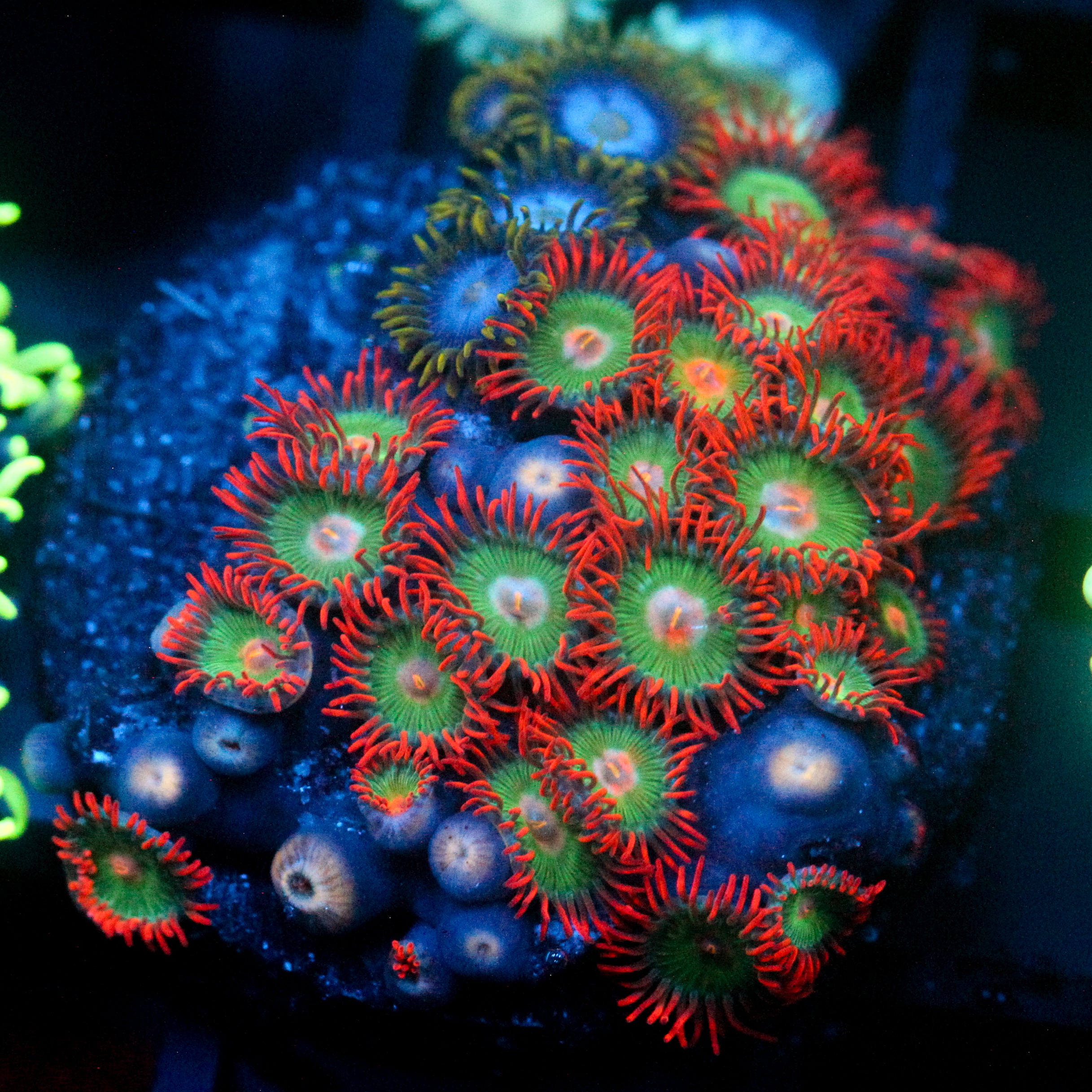 JC Gatorade Zoanthids