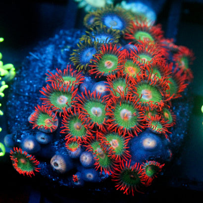 JC Gatorade Zoanthids