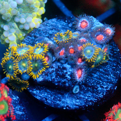 JC Saturn Zoanthid