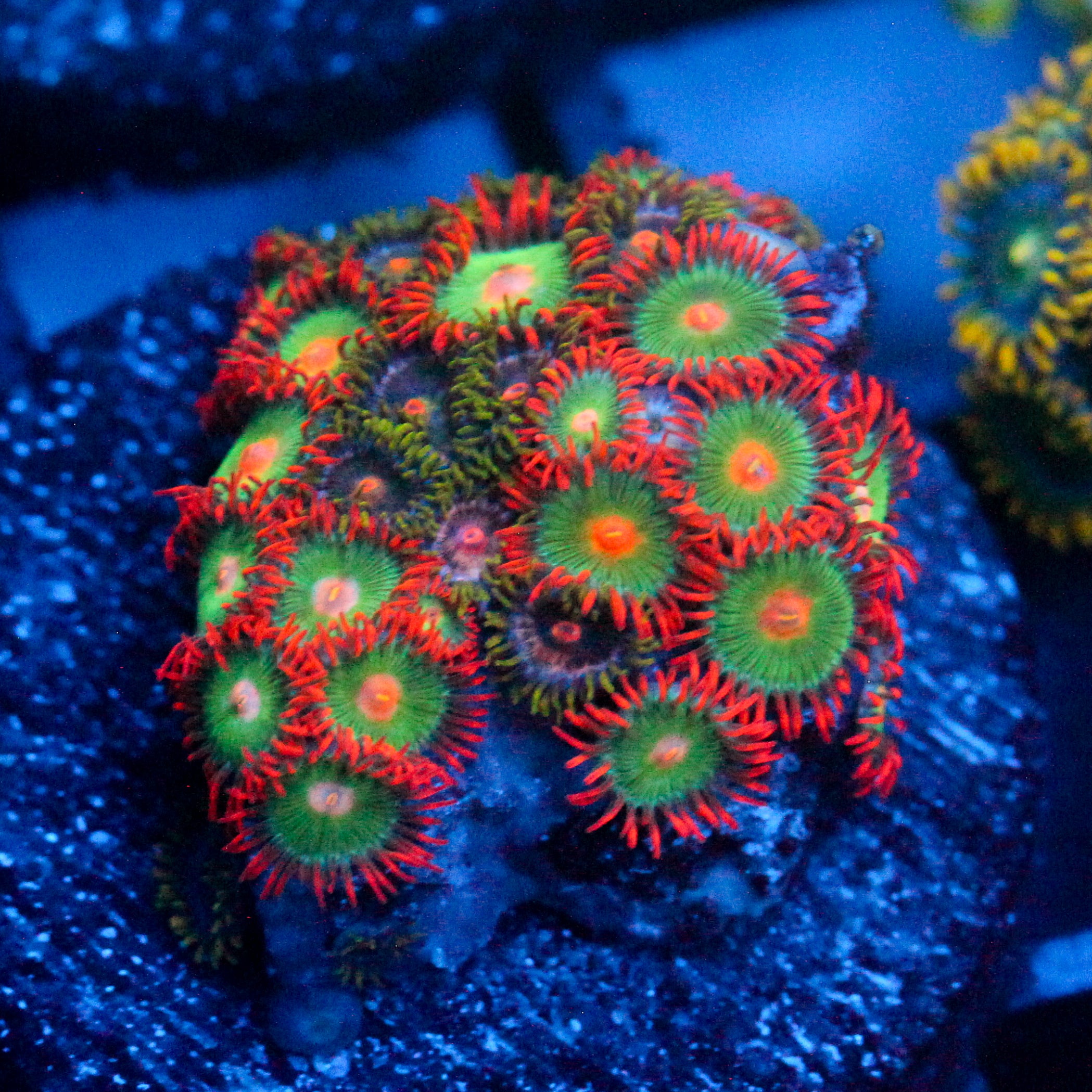 JC Gatorade Zoanthids