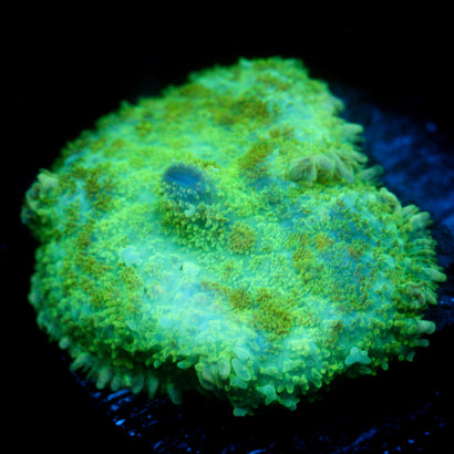 JC Lush Biome Rhodactis