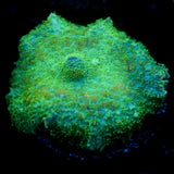 JC Lush Biome Rhodactis