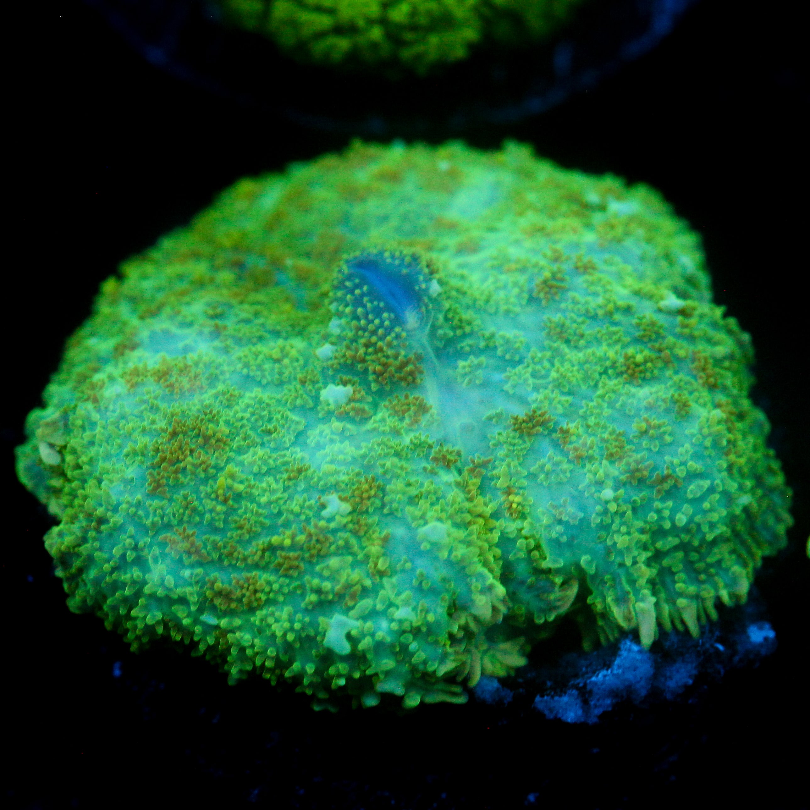 JC Lush Biome Rhodactis