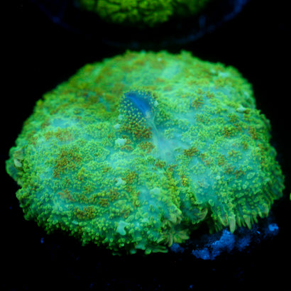 JC Lush Biome Rhodactis