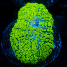 JC Neon Green Rhodactis