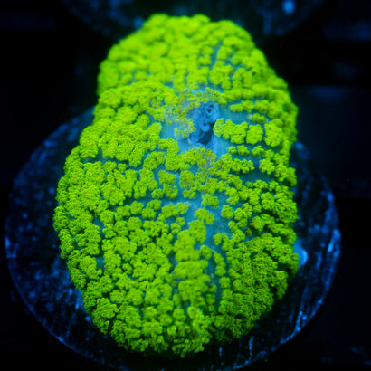 JC Neon Green Rhodactis