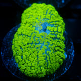 JC Neon Green Rhodactis