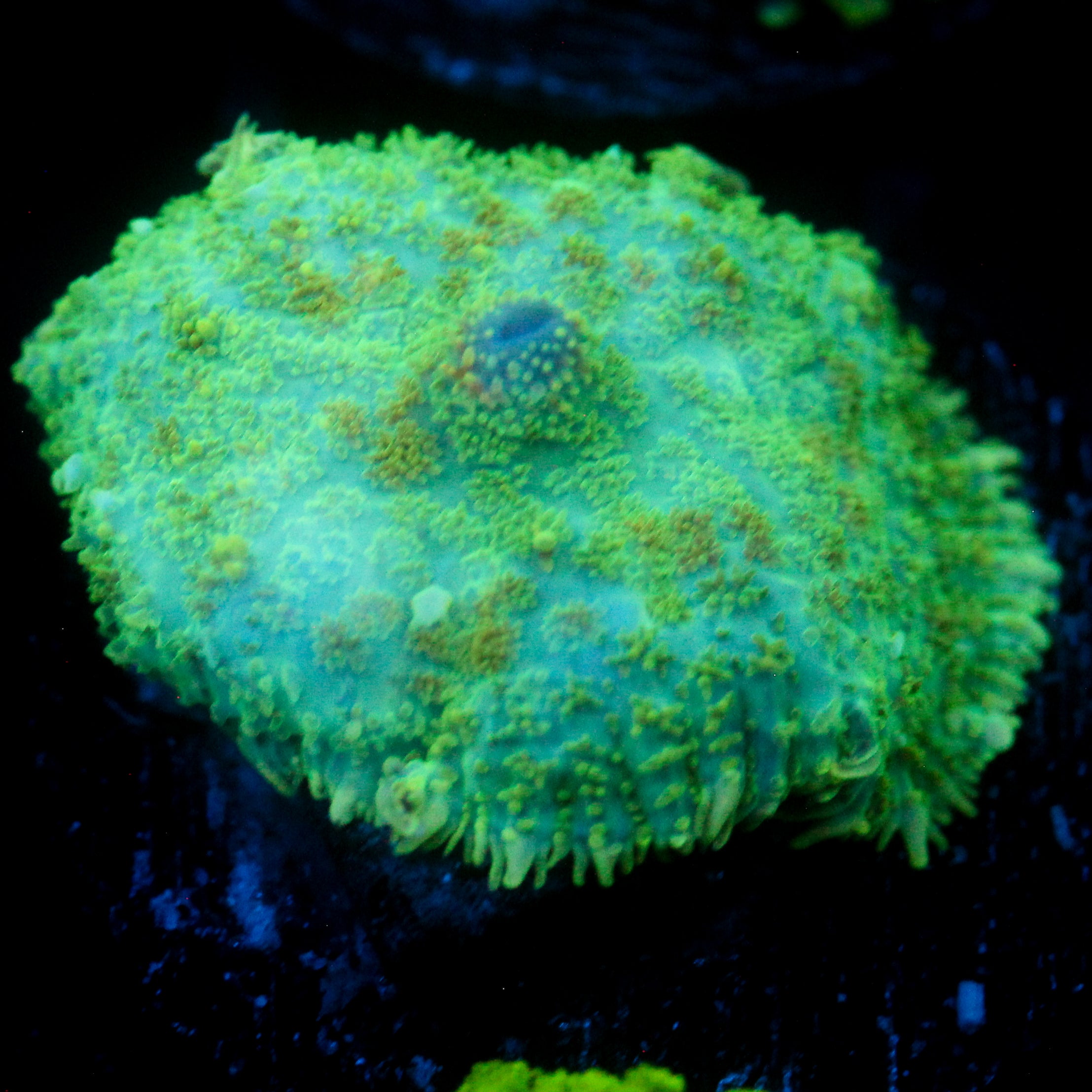 JC Lush Biome Rhodactis