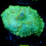 JC Lush Biome Rhodactis