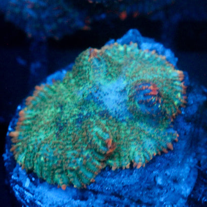 JC Cuprum Calamity Rhodactis