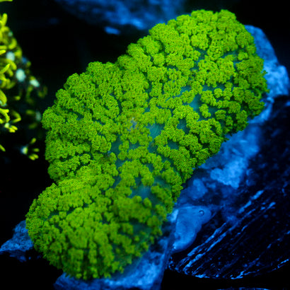 JC Neon Green Rhodactis