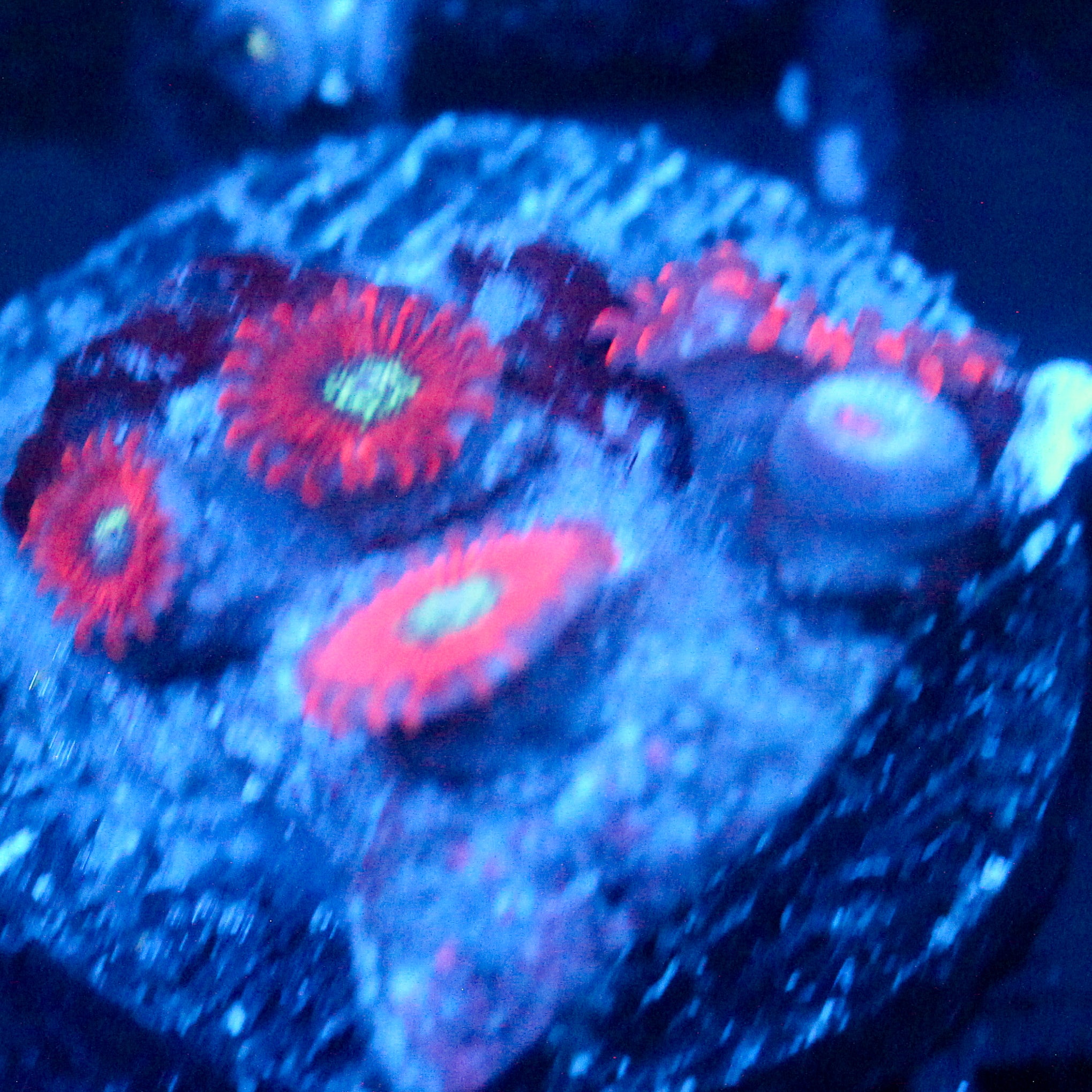 JC Magician's Zoanthid