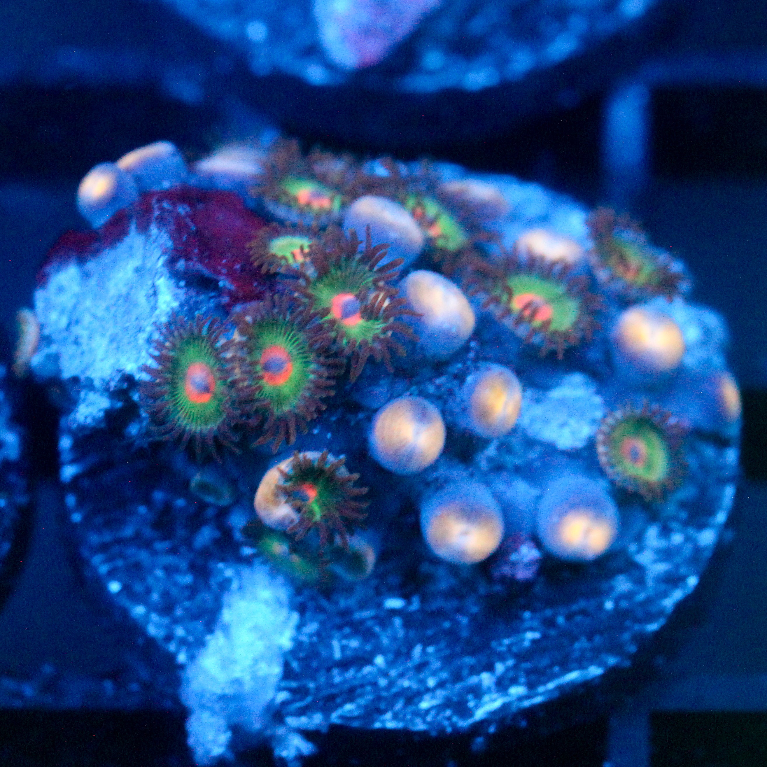 JC Alien Blood Zoanthid