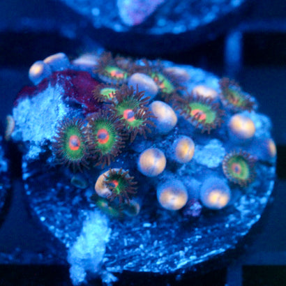 JC Alien Blood Zoanthid