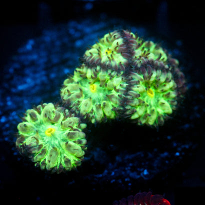 JC Hyper Green Blasto Merletti