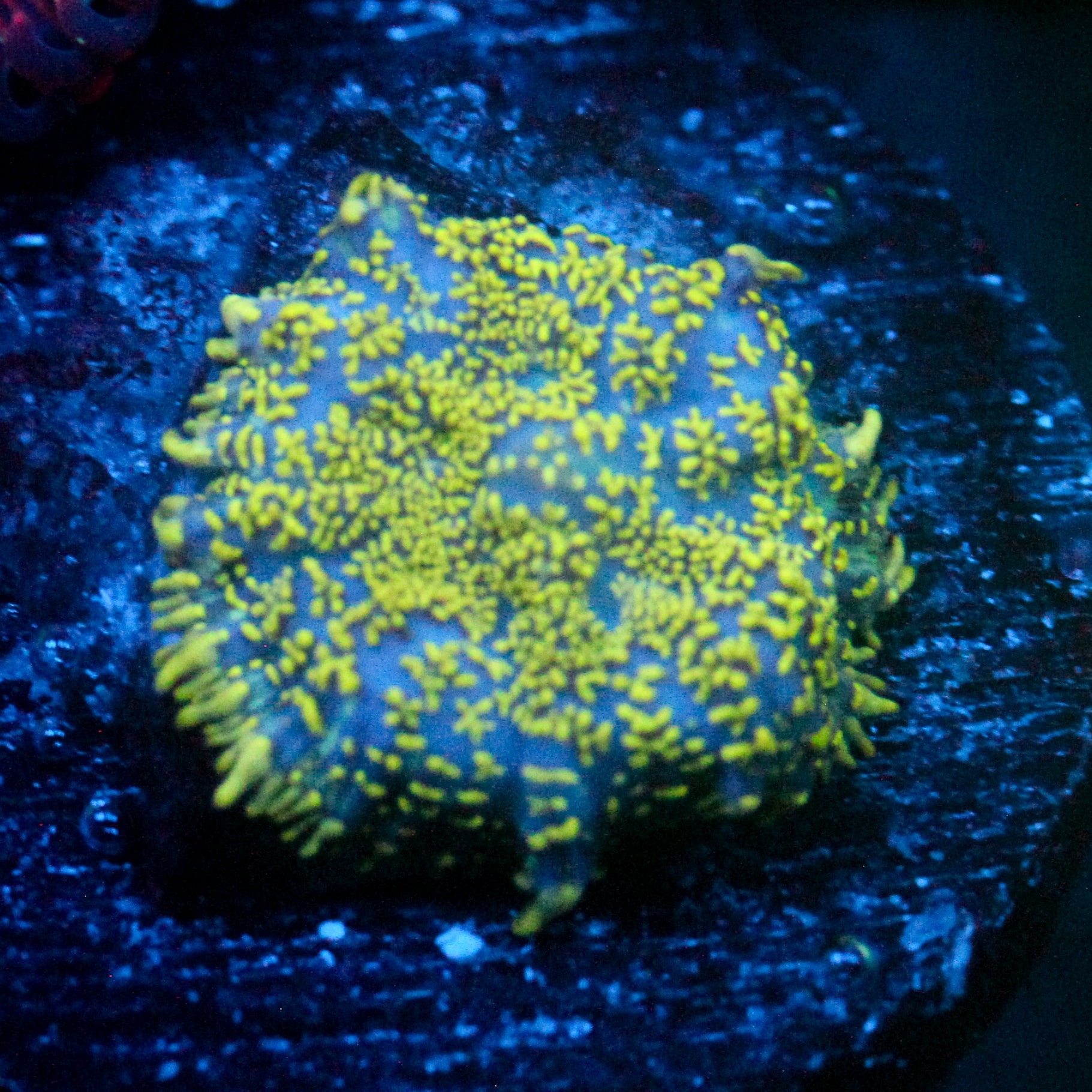JC Glowstone Rhodactis