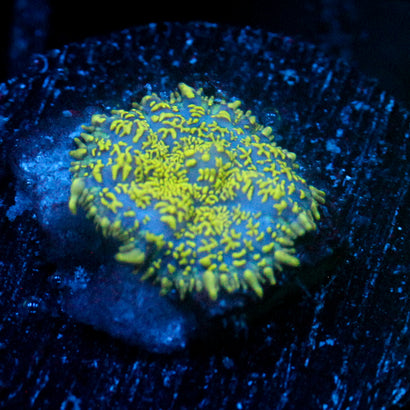 JC Glowstone Rhodactis