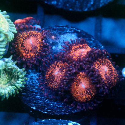 JC Speckled Kraze Zoanthid