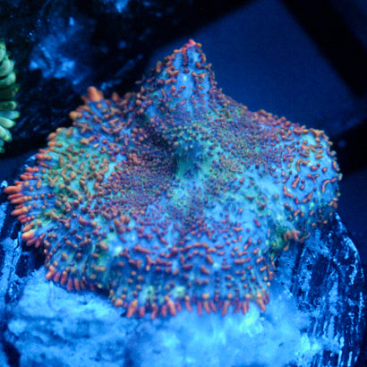 JC Cuprum Calamity Rhodactis