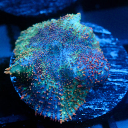 JC Cuprum Calamity Rhodactis