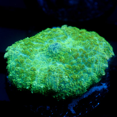 JC Lush Biome Rhodactis