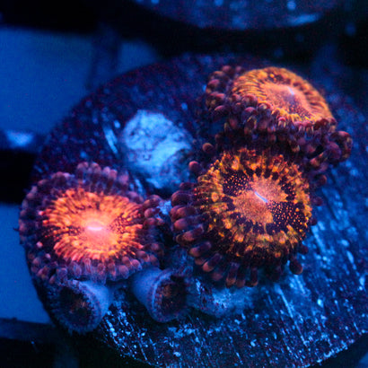 JC Speckled Kraze Zoanthid