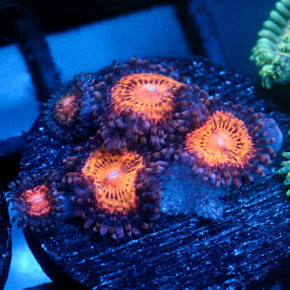 JC Speckled Kraze Zoanthid