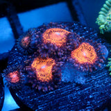 JC Speckled Kraze Zoanthid