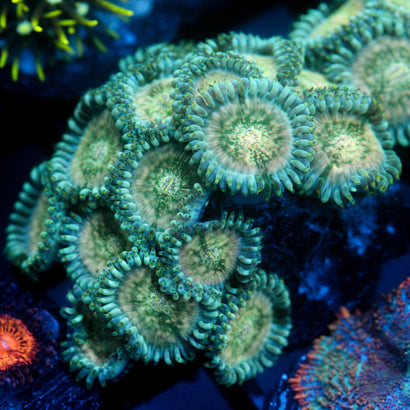 JC Hawaiian Ding Dang Zoanthid