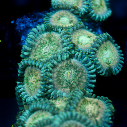 JC Hawaiian Ding Dang Zoanthid