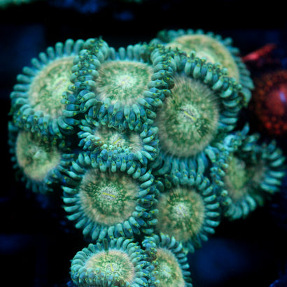JC Hawaiian Ding Dang Zoanthid