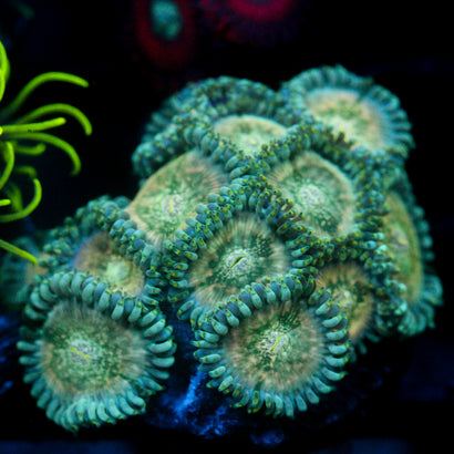 JC Hawaiian Ding Dang Zoanthid