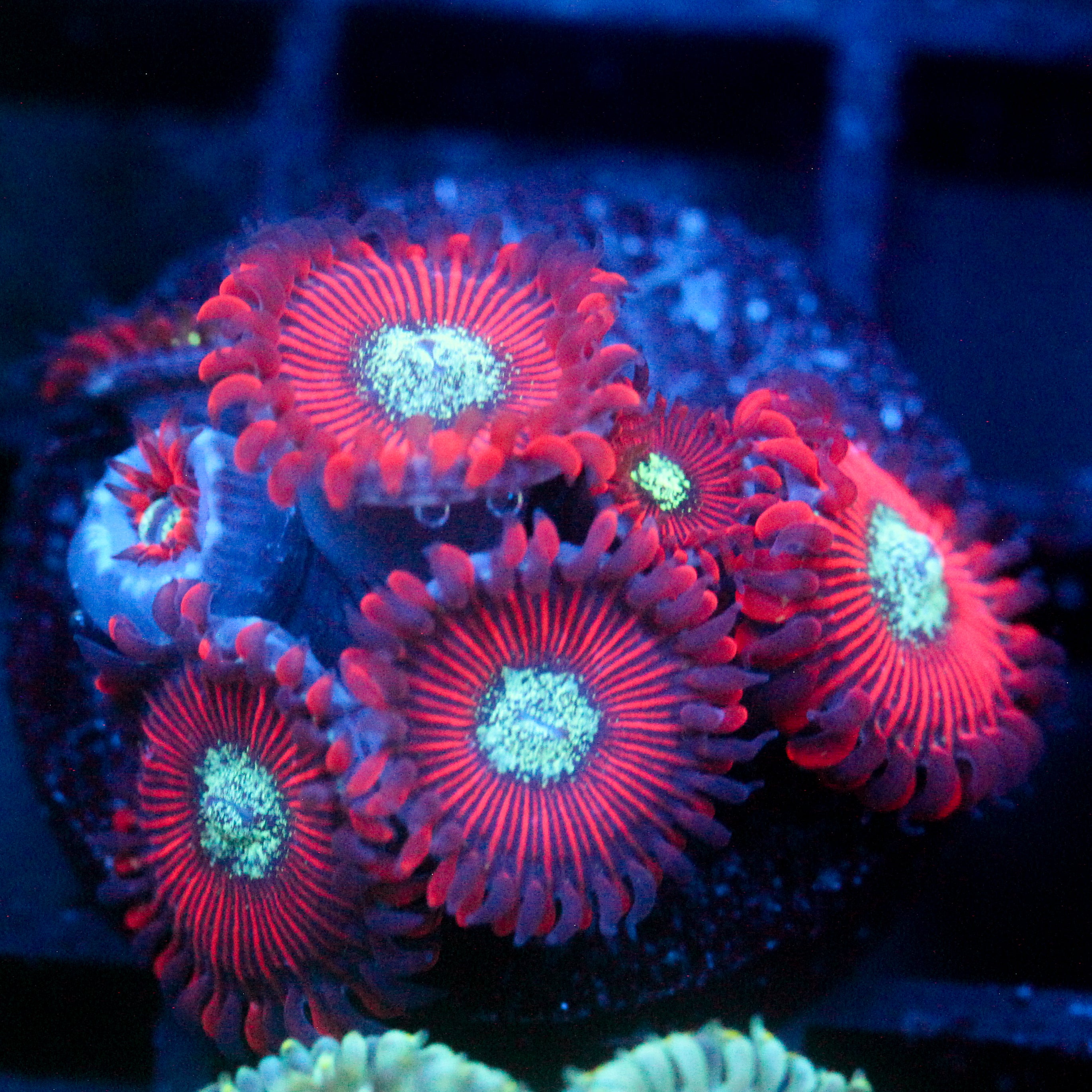 JC Magician's Zoanthid