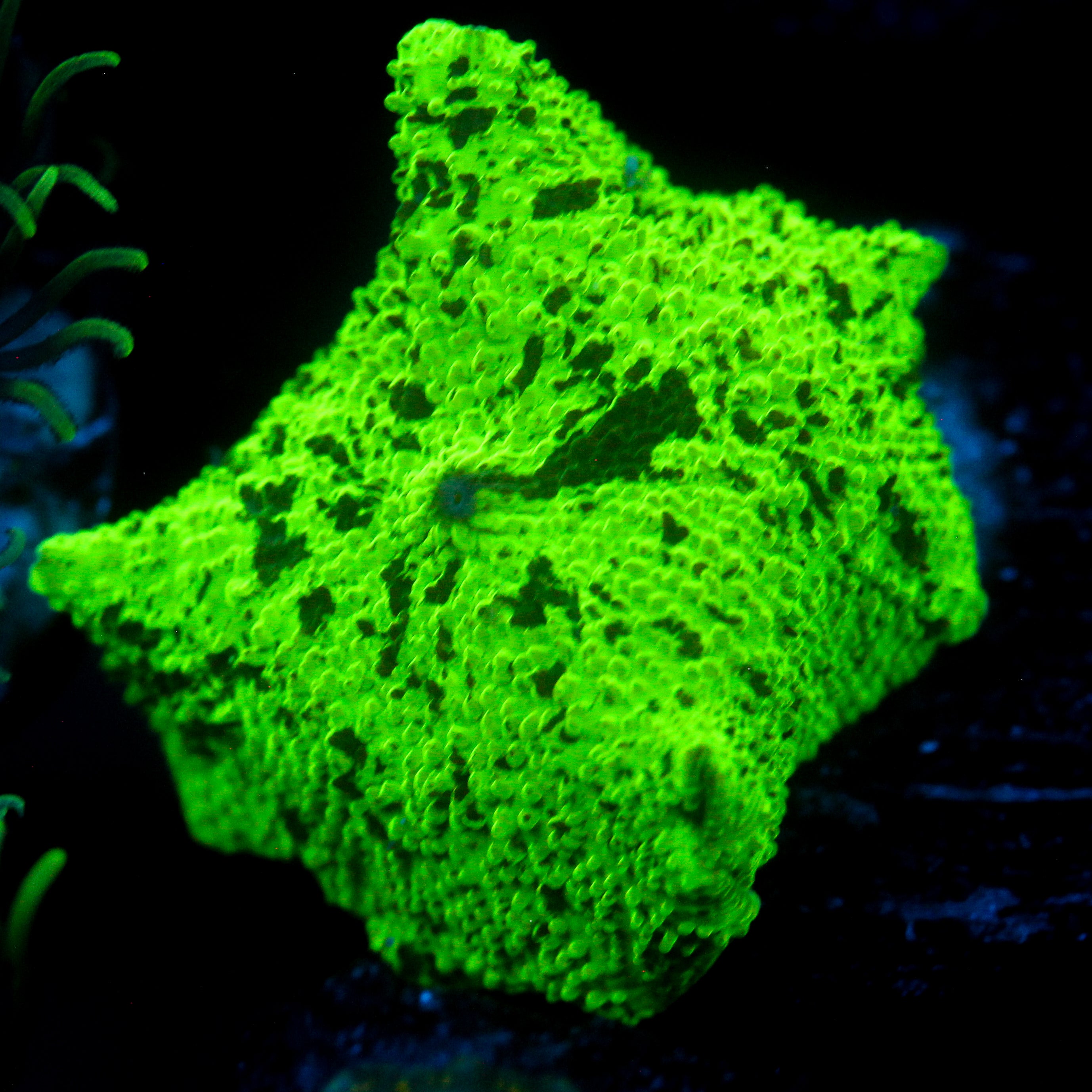 JC Kryptonite Discosoma