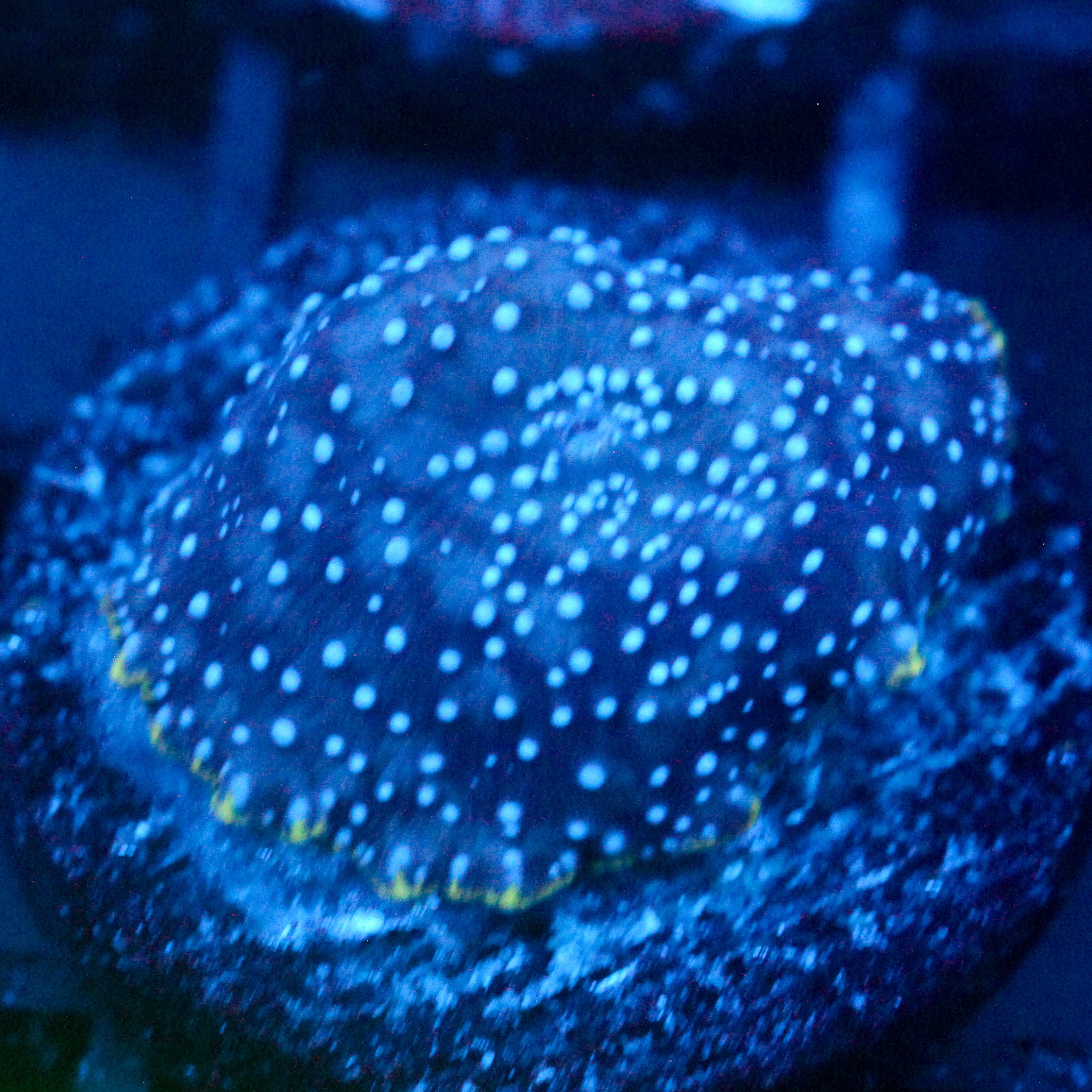 JC Blue Dots Discosoma