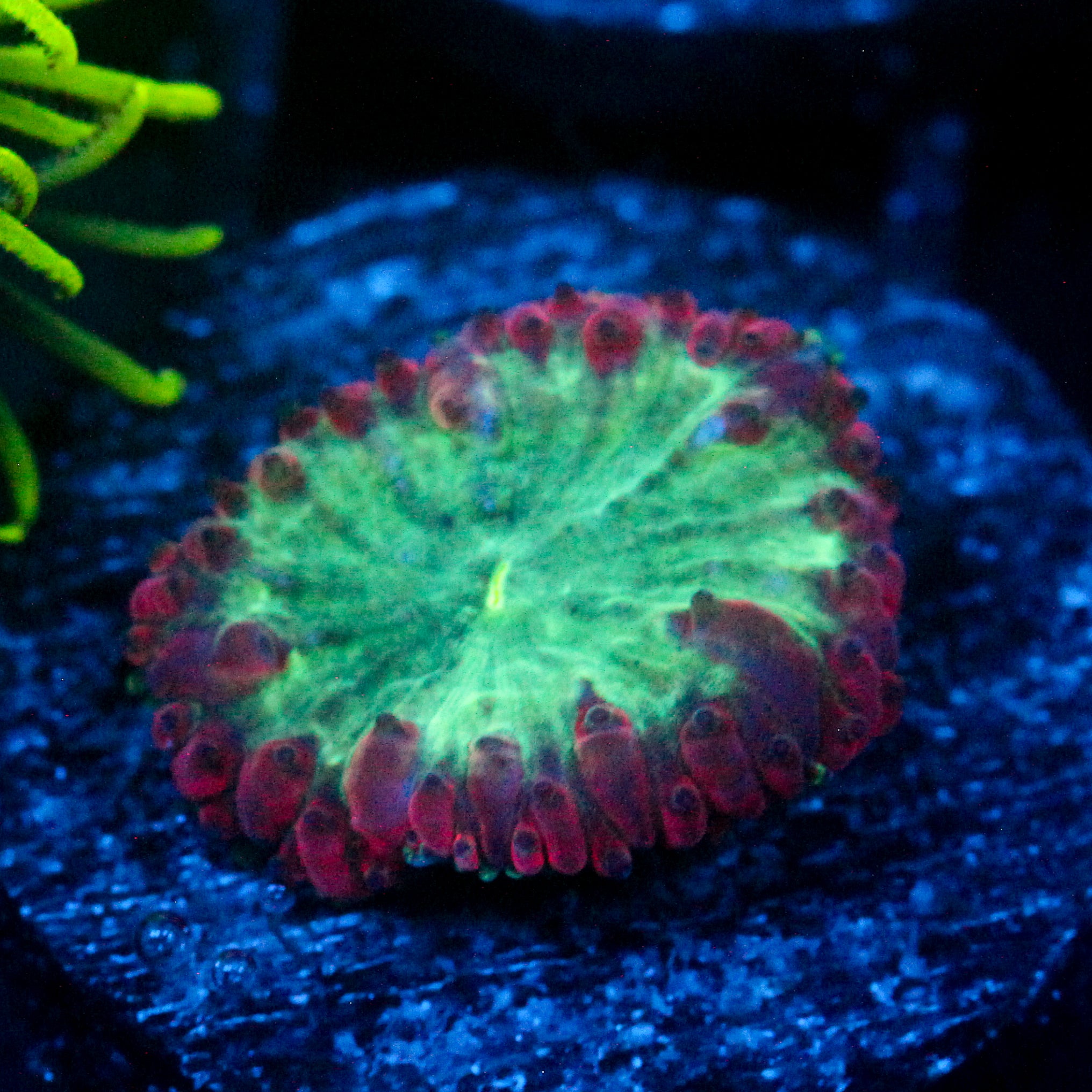 JC Merlot Rim Blasto
