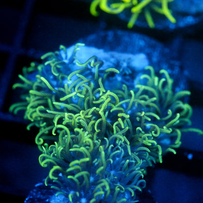 JC Minty gsp