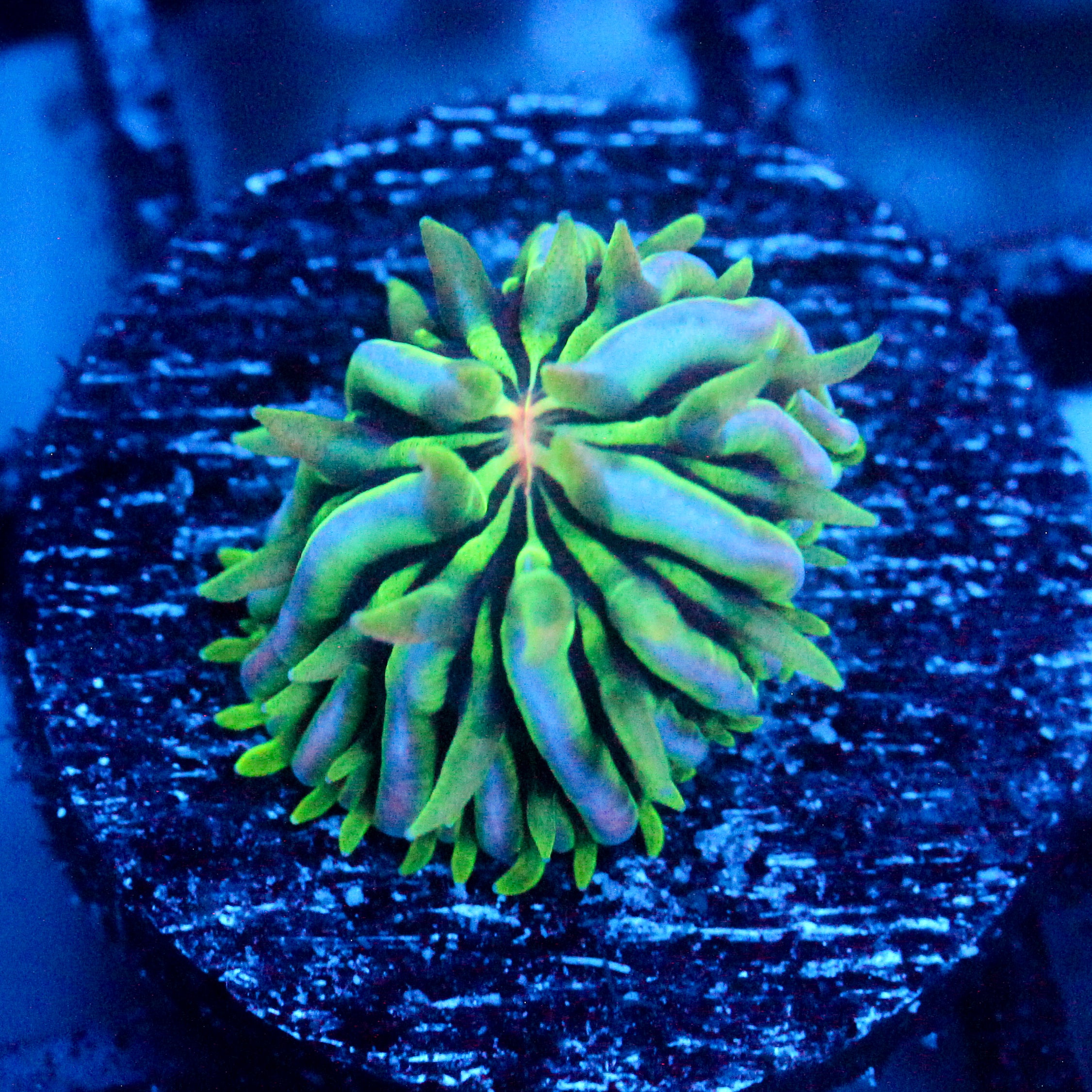 JC Aquacultured Fungia Baby