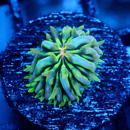 JC Aquacultured Fungia Baby