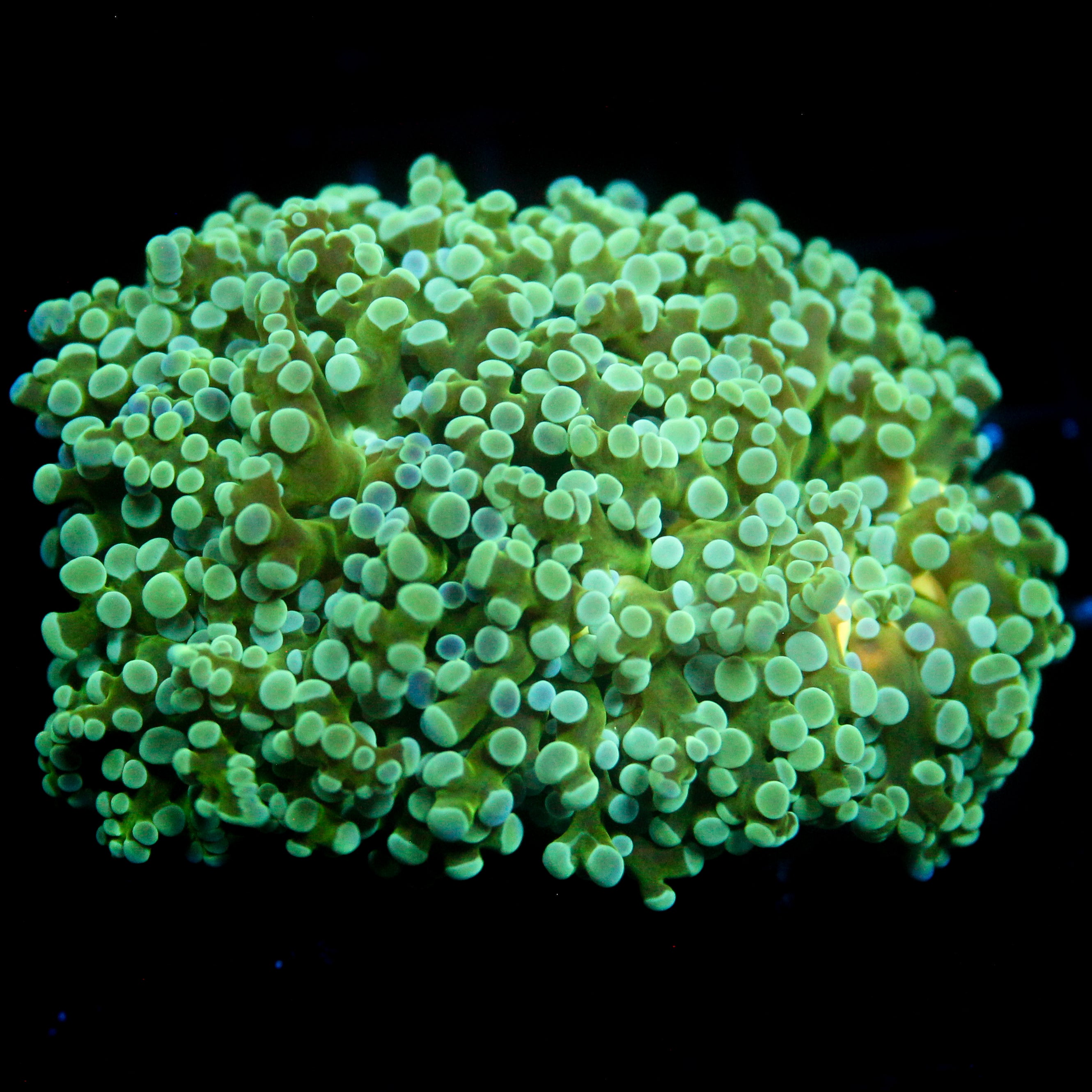 JC Double Head octo