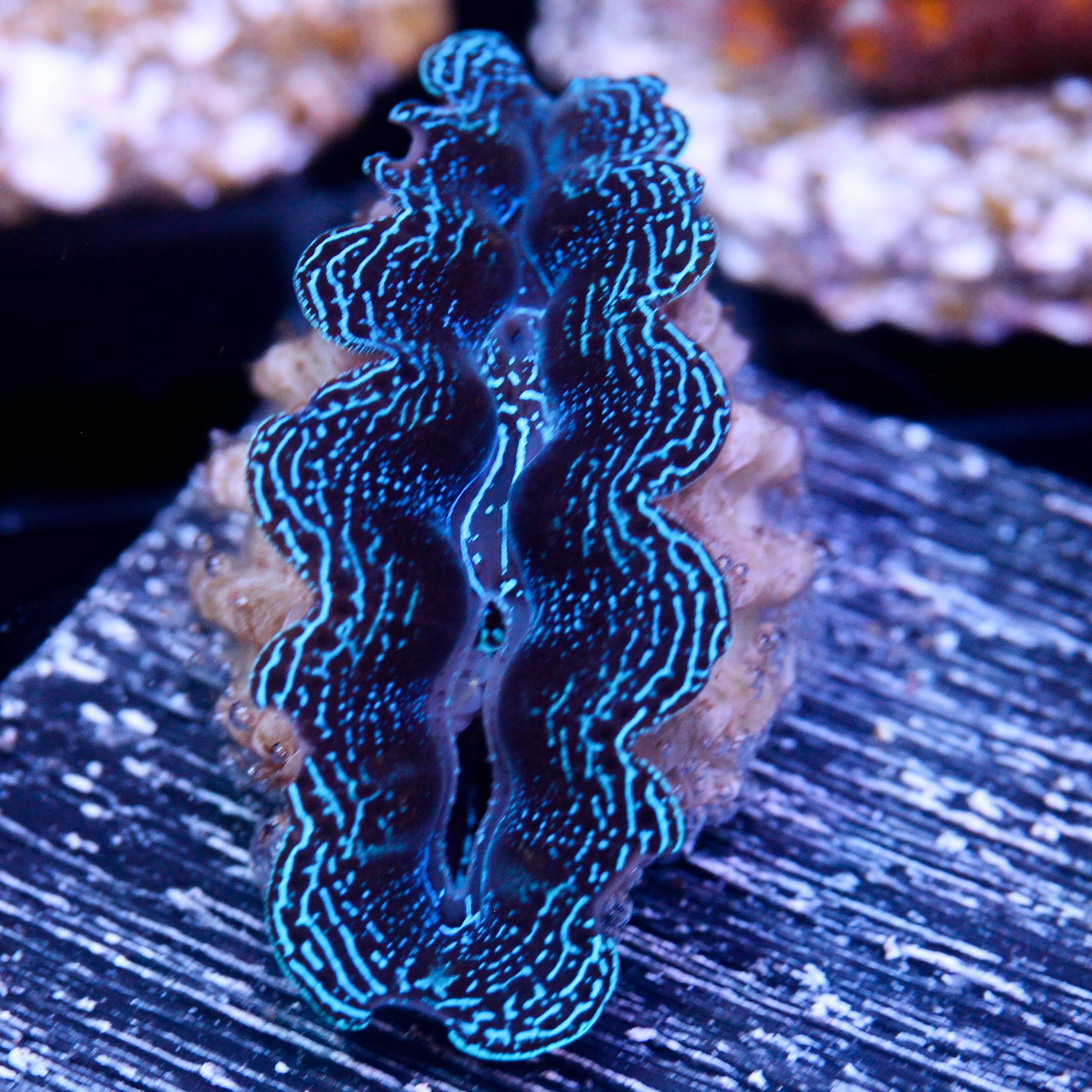 JC Biota Starlight Crocea
