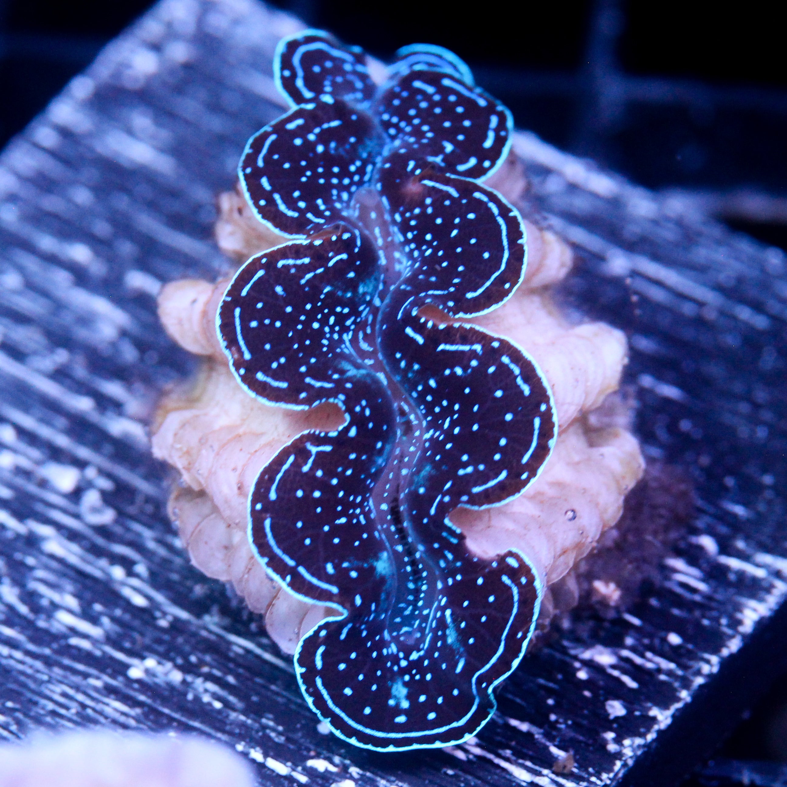 JC Biota Starlight Crocea