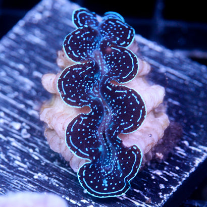 JC Biota Starlight Crocea