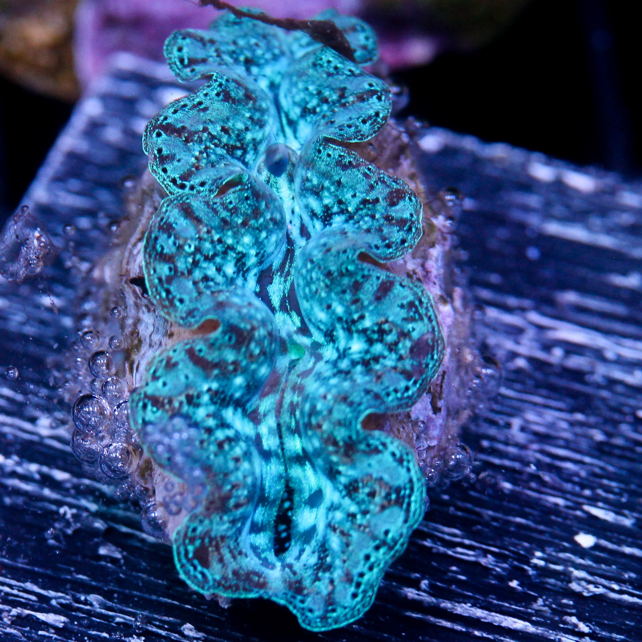 JC Biota Ultra Crocea